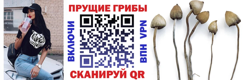 Галлюциногенные грибы Psilocybine cubensis  МЕГА ссылка  Красавино 